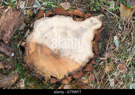 Draufsicht von einem frisch geschnittenen Baumstumpf am Wald mit flachen Schärfentiefe und der Hintergrund jedoch unscharf. Stockfoto