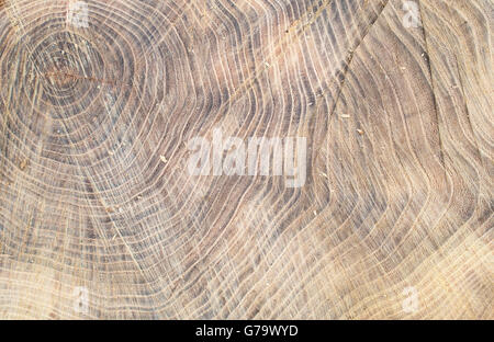 Draufsicht auf die Oberfläche des frischen stumpfes mit Jahresringen Closeup für den Einsatz als Hintergrund Stockfoto