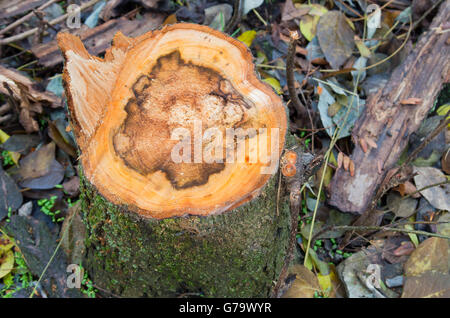 Blick von oben auf der Oberfläche von einem frisch geschnittenen Baumstumpf am Wald mit flachen Schärfentiefe und der Hintergrund jedoch unscharf. Stockfoto