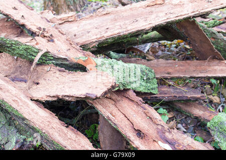 Haufen ramponierte alte Rinde bedeckt mit Moos in den Wäldern Nahaufnahme mit flachen Schärfentiefe und Tiefenschärfe. Stockfoto