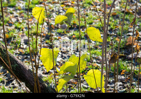 Einige grüne Herbstlaub auf junge Triebe von Büschen in Großaufnahme Park. Stockfoto