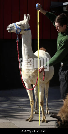 Ein Lama wird beim jährlichen Wiegen im Londoner Zoo gemessen, wo Tiere gewogen und gemessen werden. Stockfoto