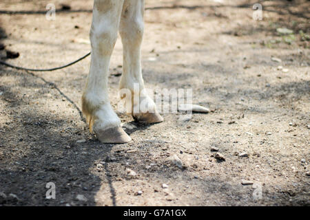 Stockfoto
