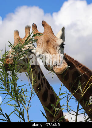 Valentino (rechts), eine zweieinhalb Jahre alte Rothschild-Giraffe mit seinem neuen Begleiter Lehanne, der sich an seine neue Umgebung im Port Lympne Wild Animal Park in der Nähe von Ashford, Kent, gewöhnt hat, nachdem er Anfang dieser Woche im Park angekommen war, um an ihrem Zuchtprogramm teilzunehmen. Stockfoto