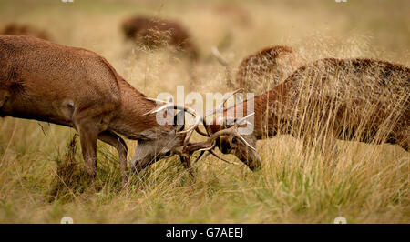 Zwei junge Rothirschhirsche üben ihre Brunft im langen Gras im Richmond Park, London. Stockfoto