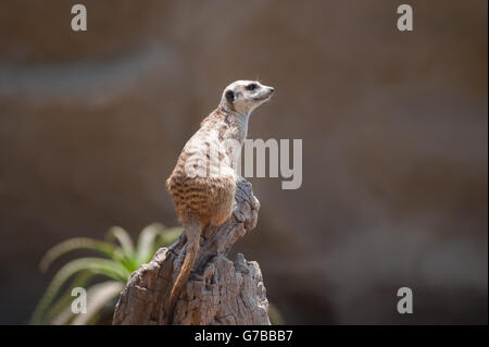 Erdmännchen auf eine höhere Ebene bewegen Stockfoto