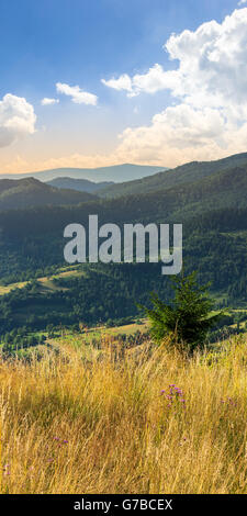 Berg-Sommer-Landschaft. kleine Kiefer hohe Wiese Gras am Berghang bei Sonnenaufgang Stockfoto