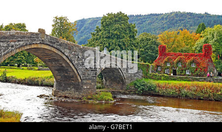 TU Hwnt ir Bont Tearooms in Llanrwst, Wales, wo das Dach des Cafés in Virginia Creeper bedeckt ist und begann, von Grün zu Rot zu wechseln, wie die Herbstfarben beginnen zu zeigen. Stockfoto