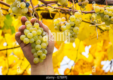 Trauben ernten. Bauer hält ein Reifen weißen Trauben im Weinberg Stockfoto