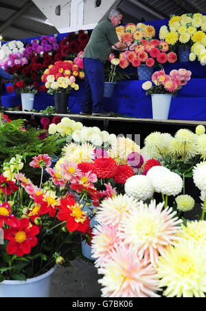 Eine große Ausstellung von Dahlien, die über hundert Sorten der Blume zeigen, wird vorbereitet, während Ehibitoren ihre Stände für die Harrogate Autumn Flower Show vorbereiten, die morgen beginnt. Stockfoto