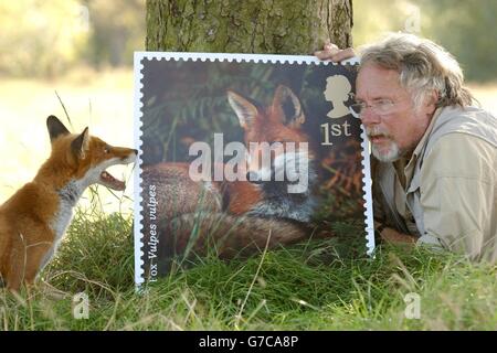 BBC-Fernsehmoderator Bill Oddie mit Bandit, einem 8-jährigen geretteten männlichen Fuchs und einer der neuen Royal Mail Woodland Animal Briefmarken auf Hampstead Heath in London. Die zehn Marken der 1. Klasse, die am Donnerstag, dem 16. September, herausgegeben wurden, zeigen zehn der bekanntesten - und weniger bekannten - Waldbewohner Großbritanniens. Stockfoto