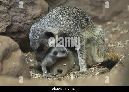 Zwei Wochen alte Erdmännchen, noch unbenannt, huddeln zusammen, während ihre Mutter sich in ihrem Gehege in den Bristol Zoo Gardens um sie herumschmeißt. Stockfoto