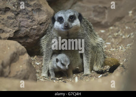 Zwei Wochen alte Erdmännchen, noch unbenannt, huddeln zusammen, während ihre Mutter sich in ihrem Gehege in den Bristol Zoo Gardens um sie herumschmeißt. Stockfoto