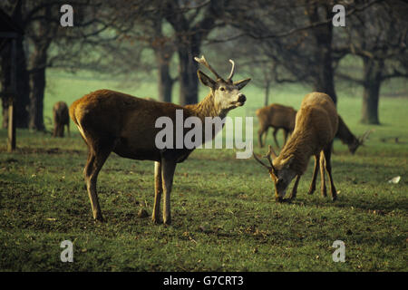 Gebäude und Wahrzeichen - Wollaton Hall - Nottingham Stockfoto