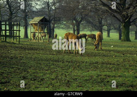 Wollaton Hall and Deer Park befindet sich in Wollaton Park, Nottingham, England. Die Halle wurde zwischen 1580 und 1588 für Sir Francis Willoughby erbaut und soll vom elisabethanischen Architekten Robert Smythson entworfen worden sein. 2011 wurden vor der Wollaton Hall wichtige Szenen aus dem Batman-Film The Dark Knight Rises gedreht. Stockfoto