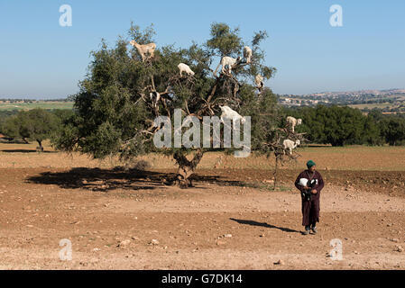 Ziegenhirten, die eine kleine Ziege und ein Argan Baum mit Ziegen im Hintergrund Stockfoto