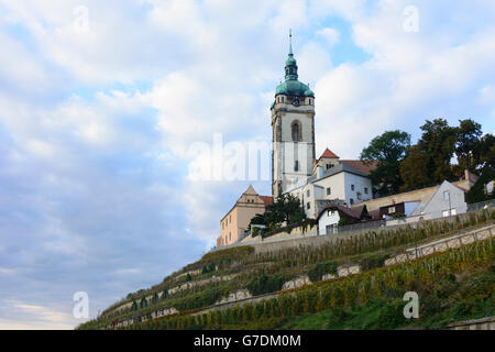 Schloss Mělník, Weinberg, Mělník (Melnik), Mittelböhmen, Tschechien, Stredocesky, Mittelböhmen Stockfoto