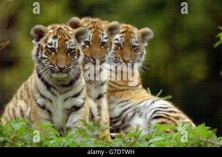 Die 11 Wochen alten Amur (sibirische) Jungen, geboren in den Linton Zoological Gardens in Cambridgeshire, spielen draußen. Die drei Jungen, zwei männliche und ein weibliches, sind noch nicht benannt und haben gerade begonnen, ihr Gehege zu erkunden. Stockfoto