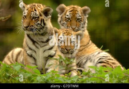 Die 11 Wochen alten Amur (sibirische) Jungen, geboren in den Linton Zoological Gardens in Cambridgeshire, spielen draußen. Die drei Jungen, zwei männliche und ein weibliches, sind noch nicht benannt und haben gerade begonnen, ihr Gehege zu erkunden. Stockfoto