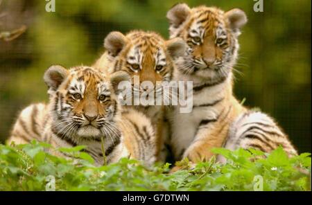 Die 11 Wochen alten Amur (sibirische) Jungen, geboren in den Linton Zoological Gardens in Cambridgeshire, spielen draußen. Die drei Jungen, zwei männliche und ein weibliches, sind noch nicht benannt und haben gerade begonnen, ihr Gehege zu erkunden. Stockfoto