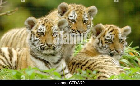 Die 11 Wochen alten Amur (sibirische) Jungen, geboren in den Linton Zoological Gardens in Cambridgeshire, spielen draußen. Stockfoto