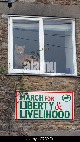 House Of Lords, auf lizenzierten Fox-Jagden zu drängen Stockfoto