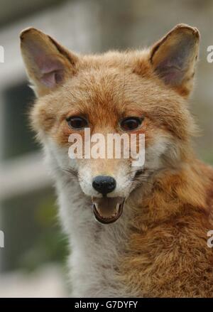 House Of Lords, auf lizenzierten Fox-Jagden zu drängen Stockfoto