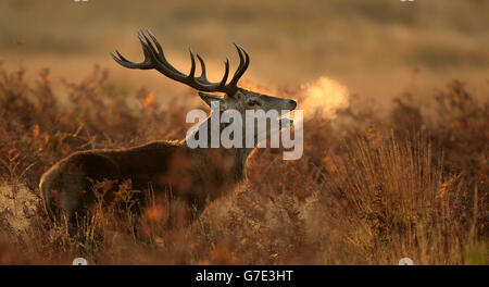 Ein Hirsch bei Sonnenaufgang im langen Gras im Richmond Park, London. Stockfoto