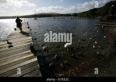 Blick Auf Den Lake District. Enten und Schwäne am Lake Windermere in Waterhead, Ambleside, im Lake District, Cumbria. Stockfoto