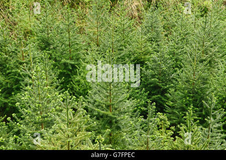 Tanne (Cunninghamia Lanceolata) in Guilin, China Stockfoto