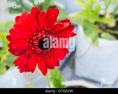 Schöne rote Blume Blüte im Garten Stockfoto