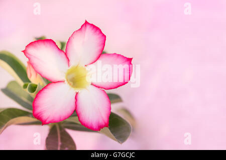 Desert Rose oder Impala-Lilie (Mock Azalee) auf rosa Hintergrund, selektiven Fokus am Blütenblatt Stockfoto