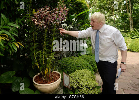 Boris Johnson untersucht ein "Dendrobium Margaret Thatcher", eine Orchidee, die nach dem verstorbenen Premierminister benannt wurde, als sie 1985 den Botanischen Garten in Singapur besuchte. Der Bürgermeister von London besuchte den Veranstaltungsort in Singapur, um seltene Orchideen und einen Gummibaum zu sehen, der ursprünglich von Kew Gardens in London gestiftet wurde und Teil einer Zusammenarbeit zwischen den beiden Gärten ist. Stockfoto