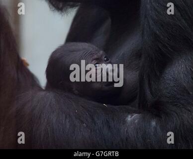 Eine Western Lowland Gorilla namens Mjukuu hält ihr eintägiges Baby in ihrem Gehege im ZSL London Zoo, London. Stockfoto