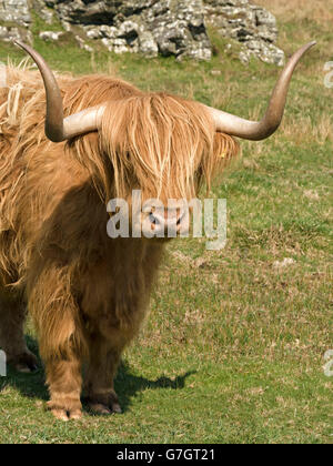 Scottish Highland Kuh, Insel Colonsay, Schottland, Großbritannien. Stockfoto