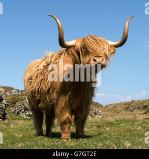 Scottish Highland Kuh, Insel Colonsay, Schottland, Großbritannien. Stockfoto