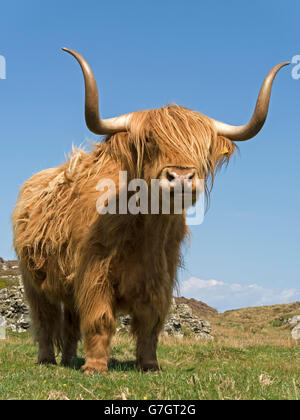 Scottish Highland Kuh, Insel Colonsay, Schottland, Großbritannien. Stockfoto