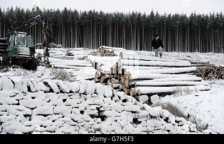 Holzfäller räumen einen Wald im Schnee an der Grenze von Cumbria und der Grafschaft Durham, da stürmiges und winterliches Wetter diese Woche über Großbritannien hinwegfegen wird, was Angst vor Störungen und Reisechaos bringt. Stockfoto