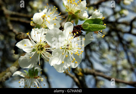 Pflaumenblüten (Prunus sp.) Stockfoto