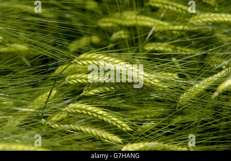 Gerste (Hordeum Vulgare) wächst in einem Feld, Auvergne, Frankreich Stockfoto