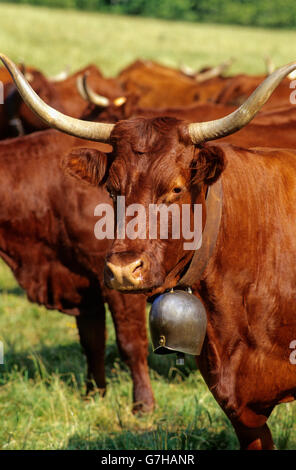Salers Rinder, Französisch zu züchten, Auvergne, Frankreich Stockfoto