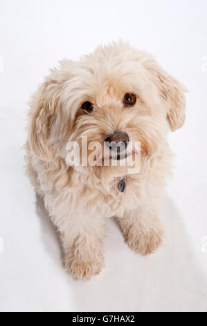 Tibet Terrier, Beige, nachschlagen Stockfoto