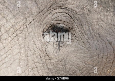 Auge eines Elefanten (Loxodonta Africana), Abu Camp, Okavango Delta, Botswana, Afrika Stockfoto