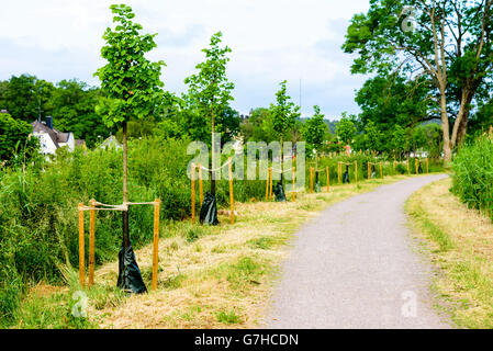 Reihe von neu gepflanzten Bäume über einen Fußweg. Schutzkappe auf dem Unterteil der Baumstämme und unterstützende Stangen t zu halten Stockfoto