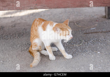 Close-up schöne Katze junge draußen suchen am Boden spielen. Stockfoto