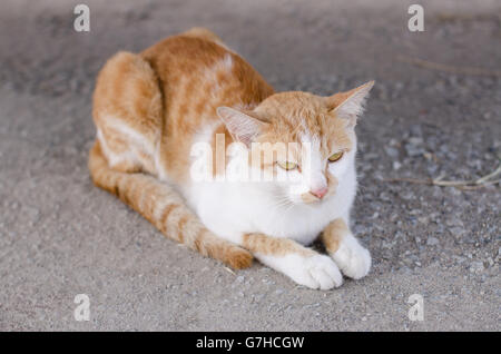 Close-up schöne Katze junge draußen suchen am Boden spielen. Stockfoto