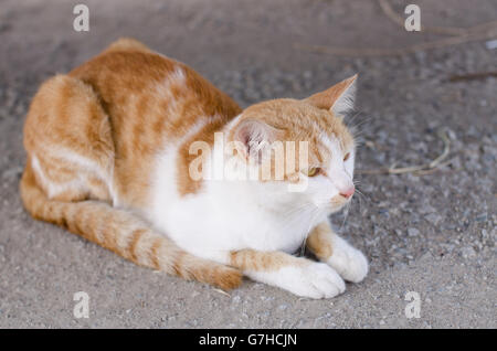 Close-up schöne Katze junge draußen suchen am Boden spielen. Stockfoto