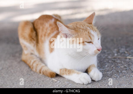 Close-up schöne Katze junge draußen suchen am Boden spielen. Stockfoto