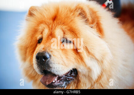 Roten Chines Chow-Chow Hund Close Up Portrait Stockfoto