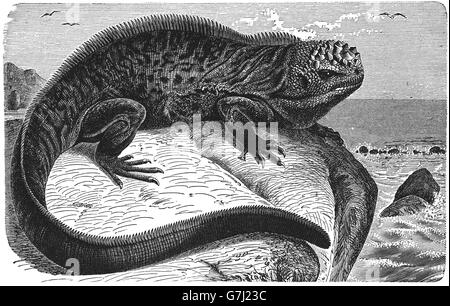 Marine Iguana, Amblyrhynchus Cristatus, Galapagos-Inseln, marine Eidechse, Illustration aus Buch datiert 1904 Stockfoto